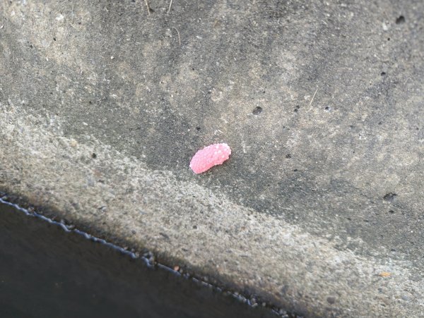 2025.08.24－霄裡好風光：霄裡~忠貞新村2868608