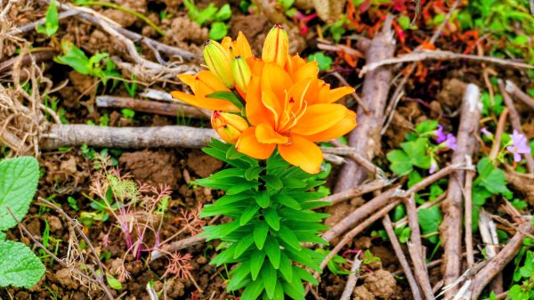 鵝尾梯田櫻花巷2989295