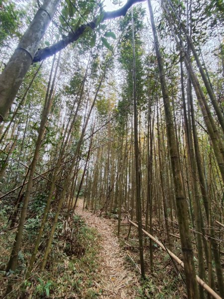 飛沙龍逆走2988868