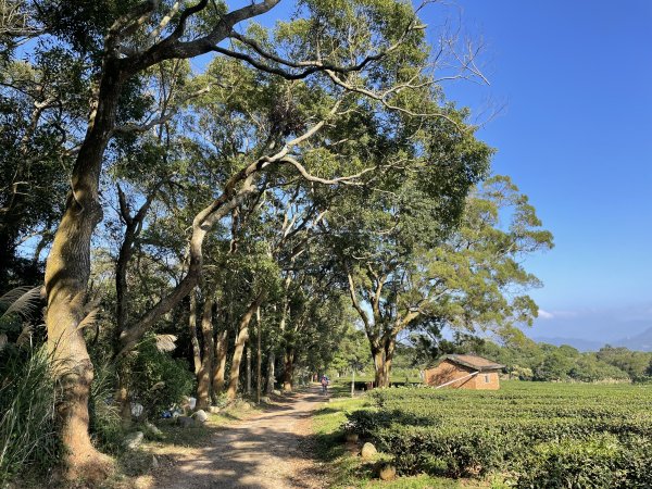 《把約定慢慢走成心裡的一頁》 火炎山南北稜縱走→慈濟茶園→桐花走廊→三義火車站（火慈縱走）