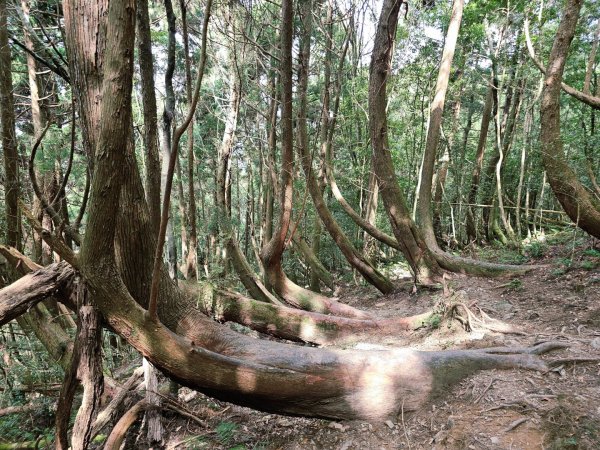 油羅山-2025森遊竹縣皮皮獅探險隊2910103