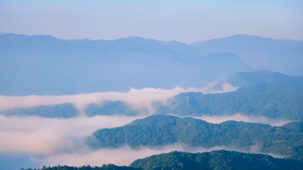 雲山水花鳥蝶-天龍國阿伯的日常 #艷紅鹿子百合 #大鳳蝶 #玉帶鳳蝶2863904