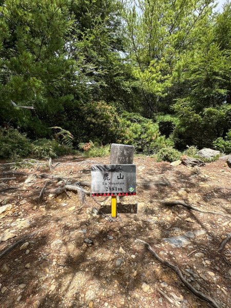 2024/09/27-0930帶2位神隊友76歲老爸、老朋友呂哥，玉山後四峰一遊但未竟。。。被山陀兒2607165