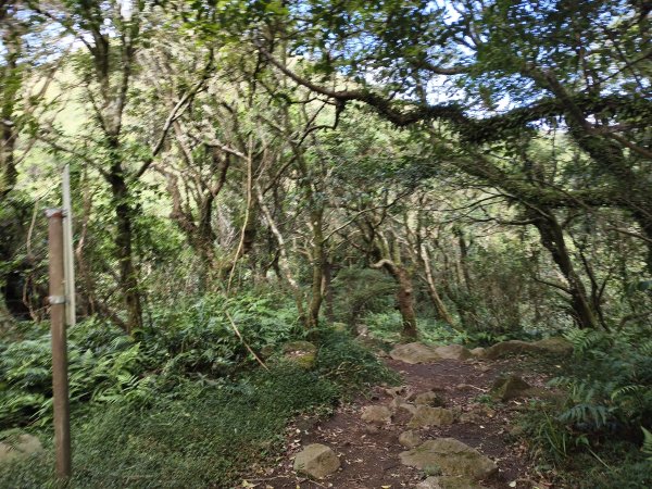 [百山百鳥尋旅-11/15] 2025_0927 大屯主峰-連峰步道_大屯山南峰2899415