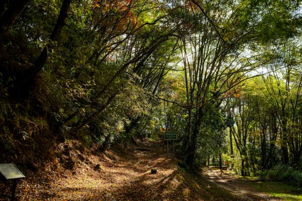 [冬訪大霸聖山岳參行]-大鹿林道東線榆金楓紅與九九山莊精選輯2974622