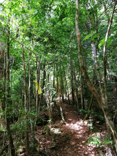 花蓮秀林~巨木森林。#86小百岳卡拉寶山1035546