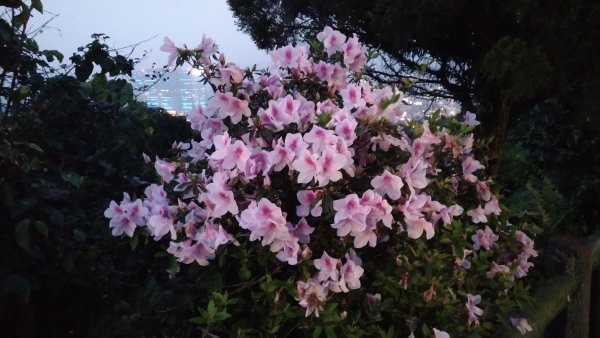 2020.2.28大尖山步道之旅1411217