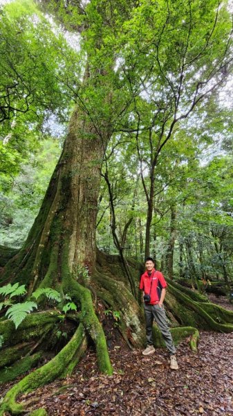 【中級山縱走】觀雪縱走（雪見大板根，仰天神木，北坑山，司馬限林道）2741256