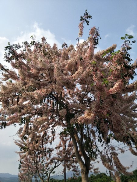 小百岳:藤枝山1323131