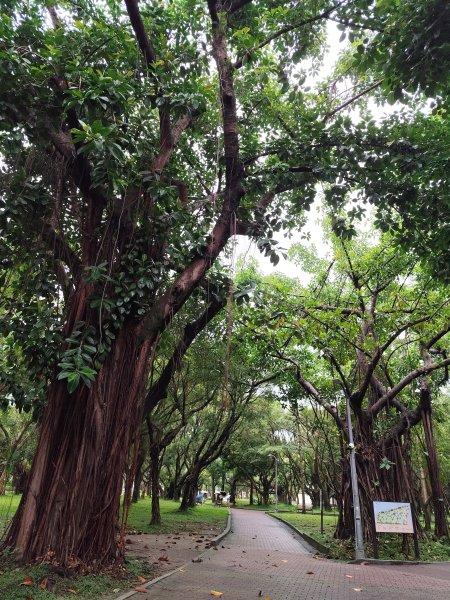 大安森林公園、西門町、象山公園【2025臺北健走趣】2834209