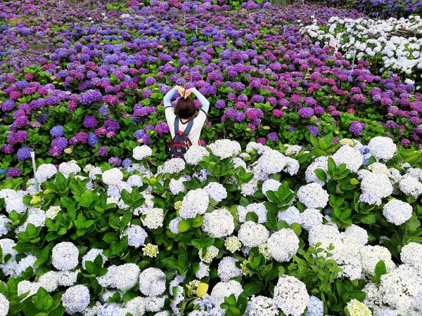 繡球花田繽紛多彩。雲霧飄緲群山間989358