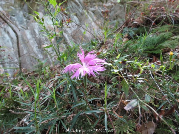 《南投》峽谷瀑布｜東埔八通關古道-雲龍瀑布201704162887733