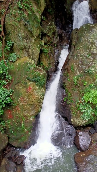 山清水麗的陽明山國家公園 (天母→猴洞→半嶺→湖山→陽峰古道→大屯瀑布→青春嶺→猴崁→竹子湖黑森林)1835214