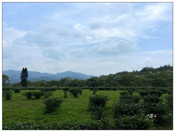 三義山、慈濟山、大坪山 連走桐花之旅3043862