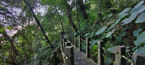 2025/11/22_五指山橫向登山步道+仙洞步道 O型2944186