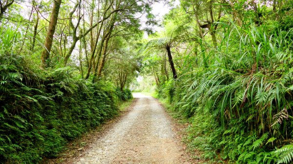 桶後越嶺古道2876795