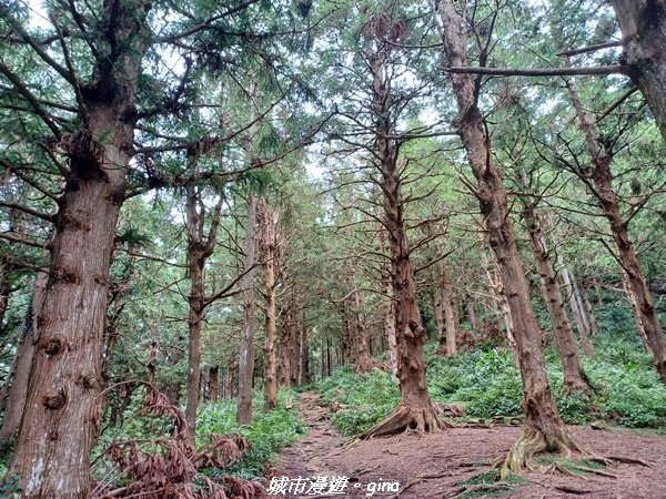 【台中和平】柳杉孟宗竹香杉步道林相豐富。 長壽山(肥崠山)山徑2880633