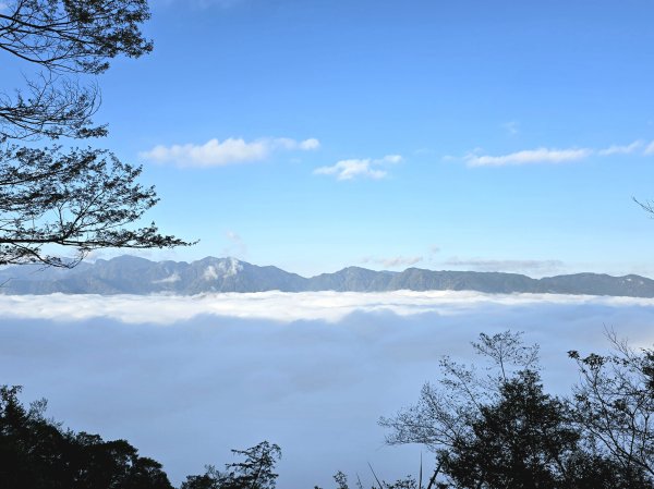 郡大林道19k之郡大神木群二刷～雲海滿出來～2451857