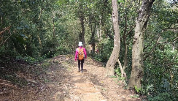 (姨婆趴趴走)第五十集:新北樹林大同山、青龍嶺、大棟山諸峰連走2751614