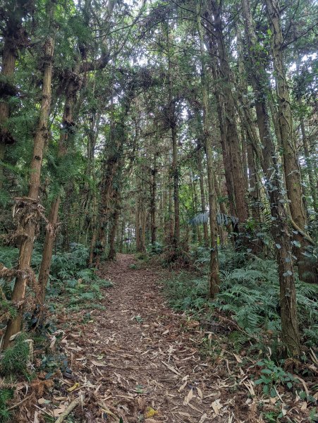 林相豐富＆可遠眺雲海的獵人古道1886319