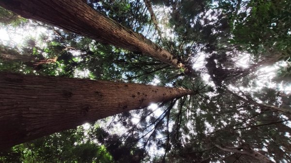 檜山巨木森林步道1779517
