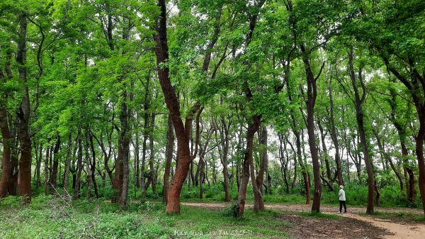《苗栗》楓香林道｜頭份老崎古道（後花園步道）202503292748861