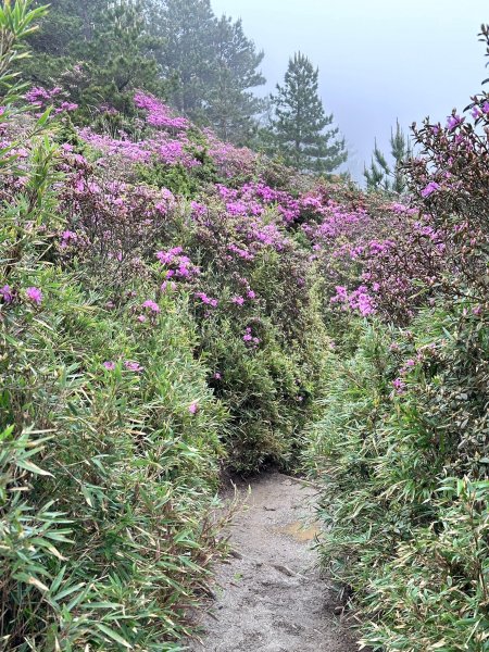 風雨中完成合歡北峰登頂2515346