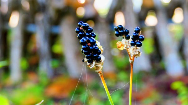秋田縣八望台與生剝博物館2929753