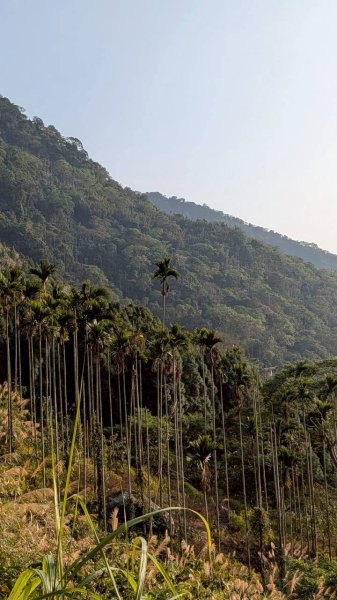 竹仔尖山步道3002504