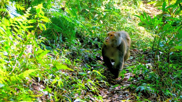 紅壇上紗帽山,花卉中心3016471
