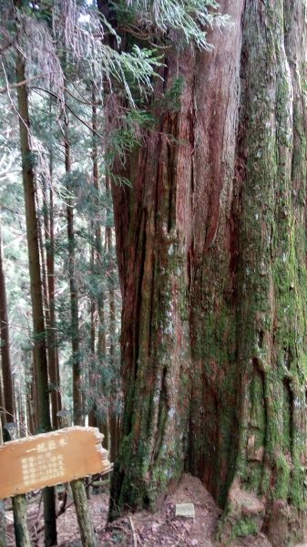 檜山巨木森林步道 2017.01.07116059