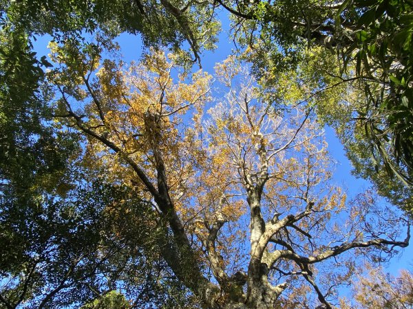 114.11.16 北得拉曼追黃金山毛櫸2937930