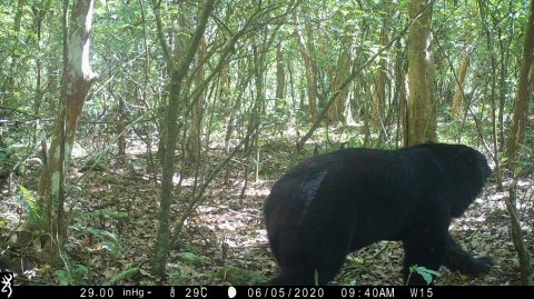 【保育】有熊的森林才有靈魂，邀請您共同保育臺灣黑熊