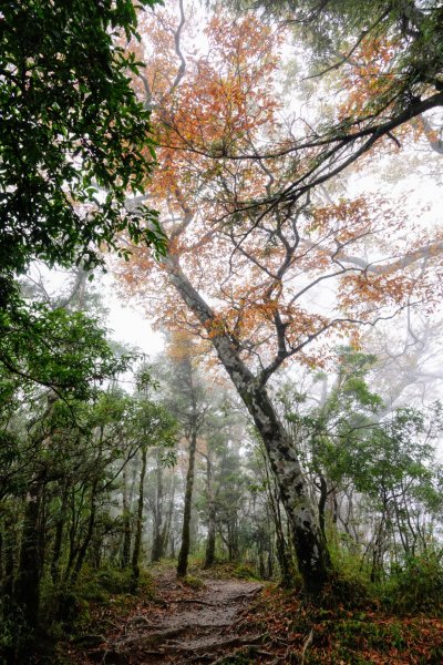 1107晴天版太平山山毛櫸460605