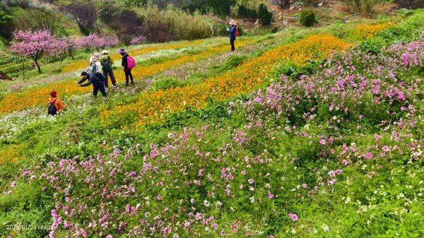 #平菁街 #鵝尾山梯田 #廣佑聖王廟 #寒櫻巷 #夕陽 1/24&252987016