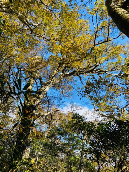 2021/11/6 北得拉曼好風光～山毛櫸-雲海-巨木1505167