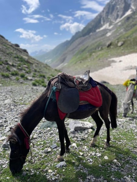 喀什米爾/馬牛羊駱駝動物寫真2565802