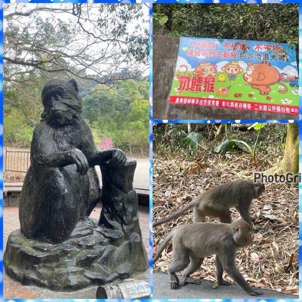 賞梅快閃-2天ko南投小百岳七座➕二條百大2979848