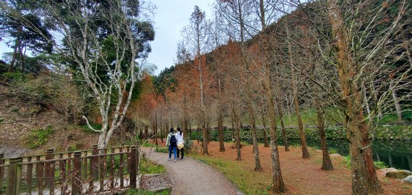 2023-01-01杉林溪青龍蕨類步道(青龍瀑布)、松瀧岩瀑布及天地眼步道1978870