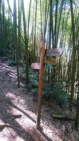 金柑樹山、金柑樹山西北峰、嶺頭山東峰、嶺頭山4山連走1606929