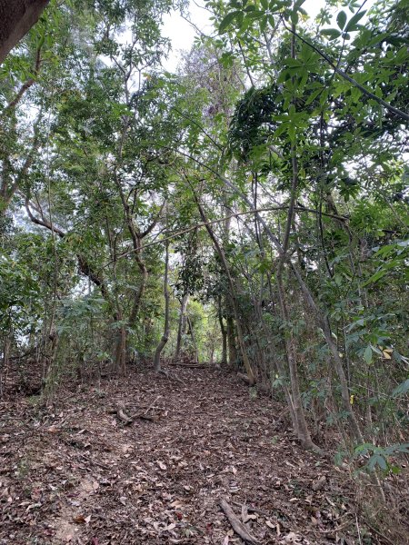 20250419屏東佳平山-虻彈山2767937