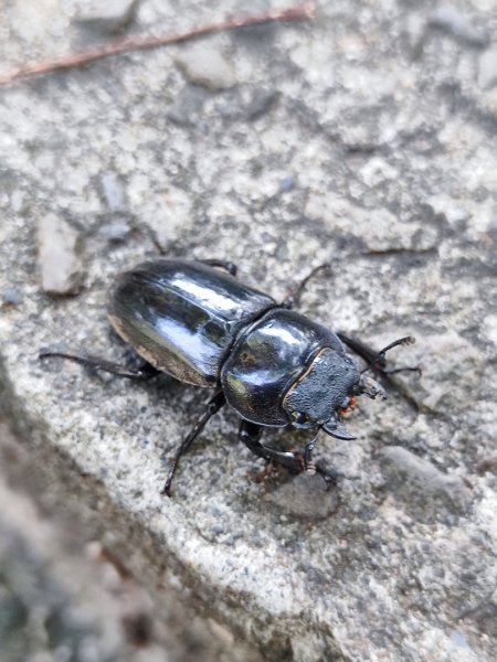 微笑山線之烘爐地土地公段2849180