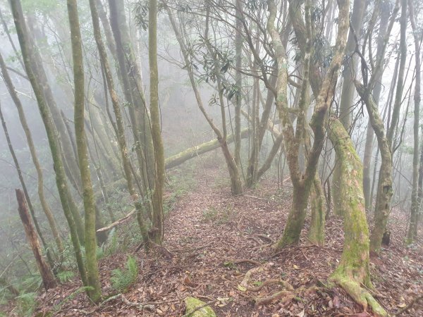 李崠山馬望僧侶山O型+烏來山1583429