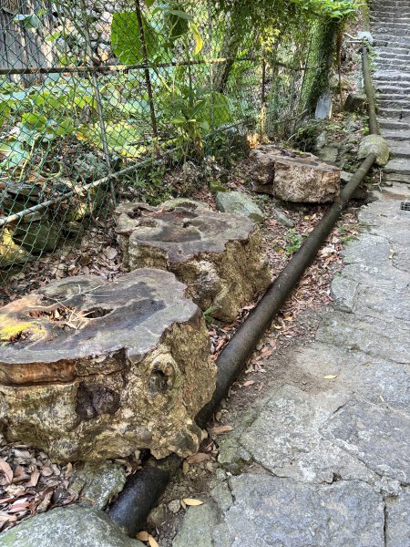 天母古道 + 紗帽山2913884