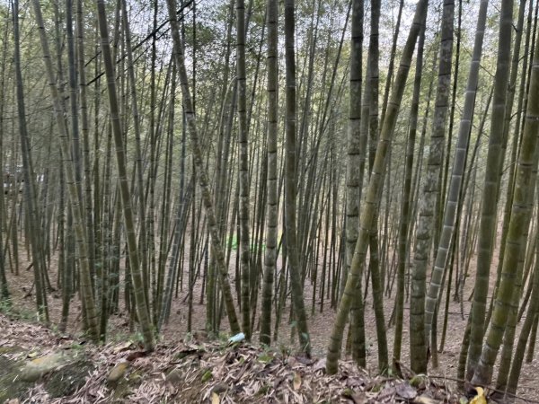 鹿谷長源圳生態步道2726252