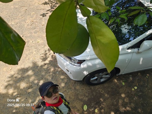 大溪大九芎步道上小百岳溪洲山(H577m)2844296