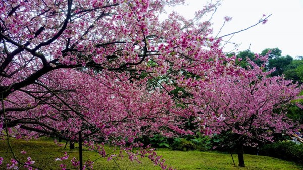 天元宮的櫻花255352