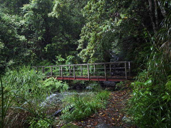 2025_0525 鎮西堡巨木群步道（B區）2797700