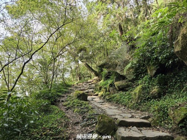 【南投鹿谷】溪頭天文台登山步道3037373