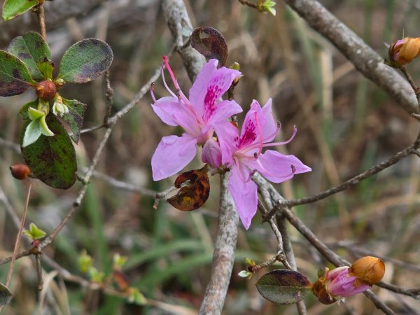 東卯山／東卯山西峰+賞山櫻花2715987
